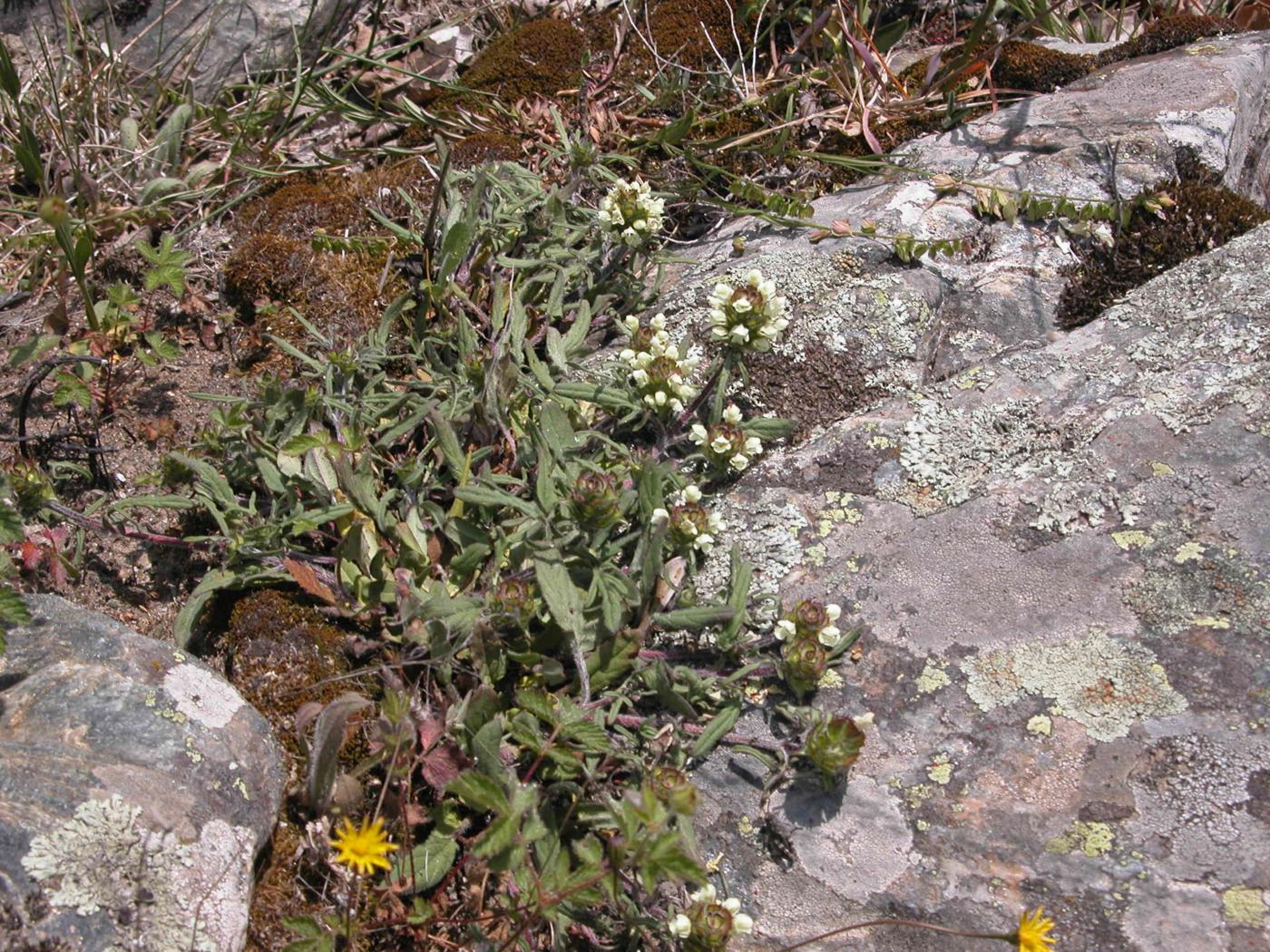 Self-Heal, Cut-leaved plant